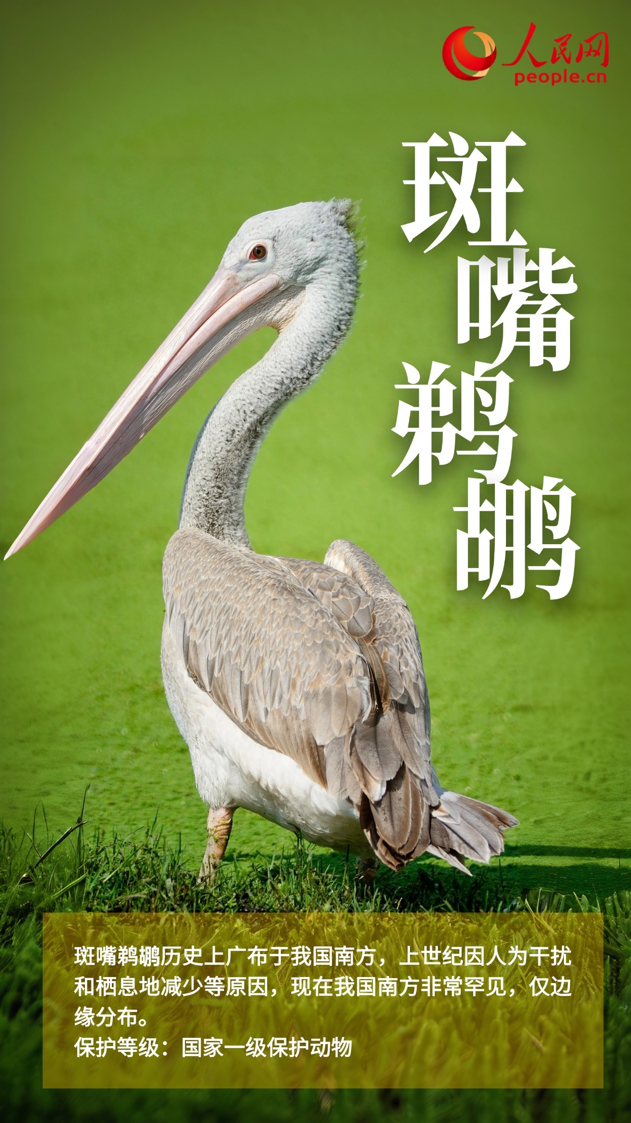 鸟类图鉴上新 多角度认识“空中精灵” 鸟类图鉴上新 多角度认识“空中精灵”