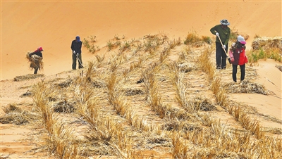 腾格里沙漠织就153公里“绿围脖” 腾格里沙漠织就153公里“绿围脖”