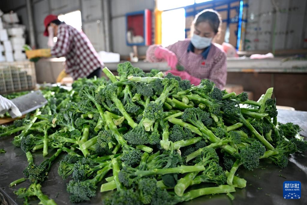 宁夏青铜峡:供港蔬菜迎来丰收季 宁夏青铜峡:供港蔬菜迎来丰收季