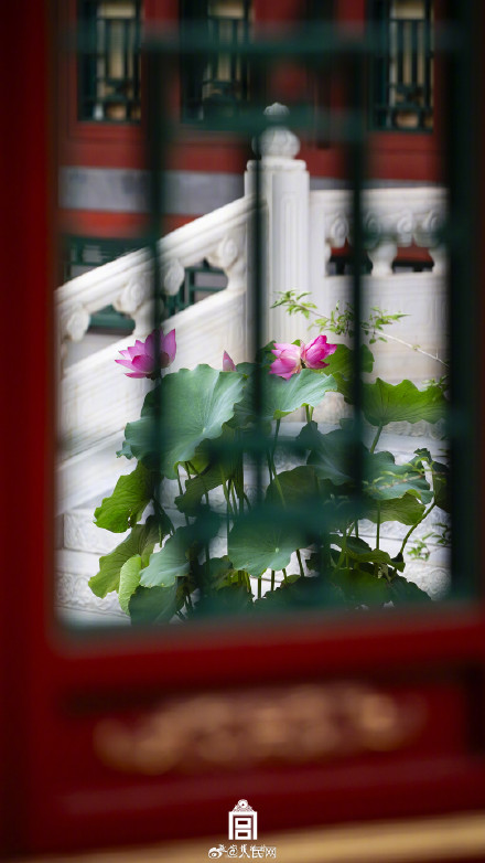 好运MAX！故宫并蒂莲壁纸上线