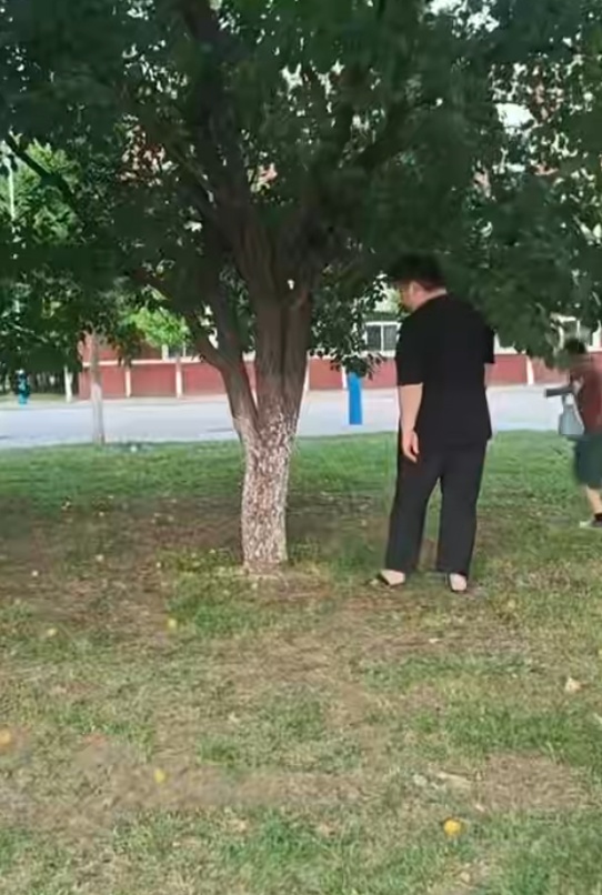 杏如雨下！爸爸用霍氏八极拳帮孩子摘杏，网友笑称“先摸下树表示安慰？”当事人：验树