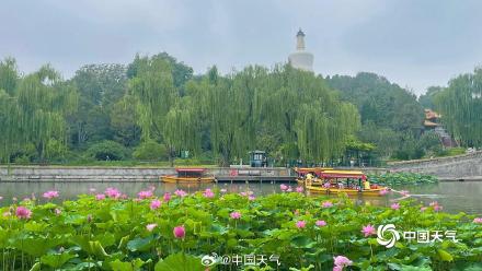 荷花盛开引客来 北京北海游船赏荷如画中游