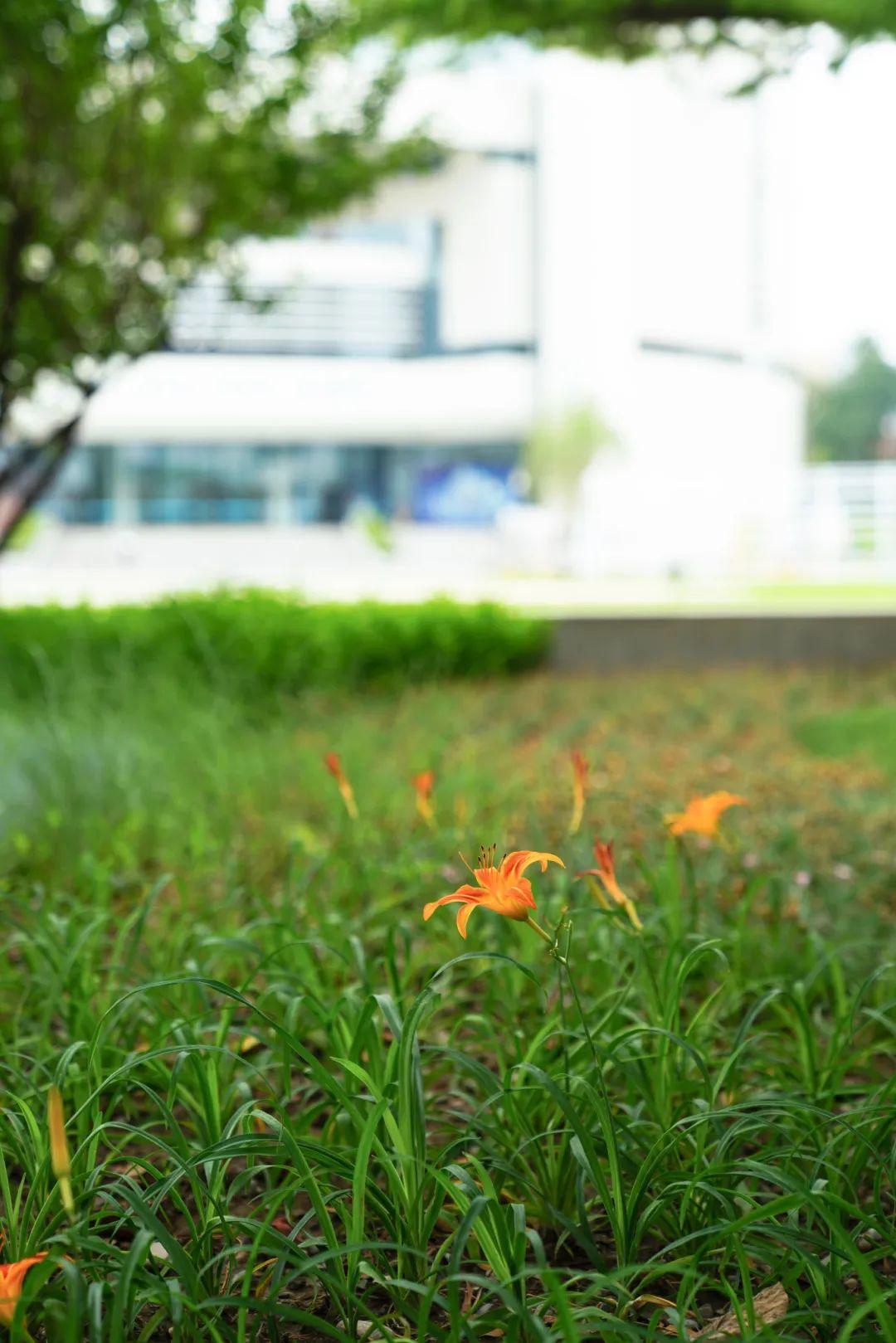 镜头下的北京科学中心丨萱草 镜头下的北京科学中心丨萱草