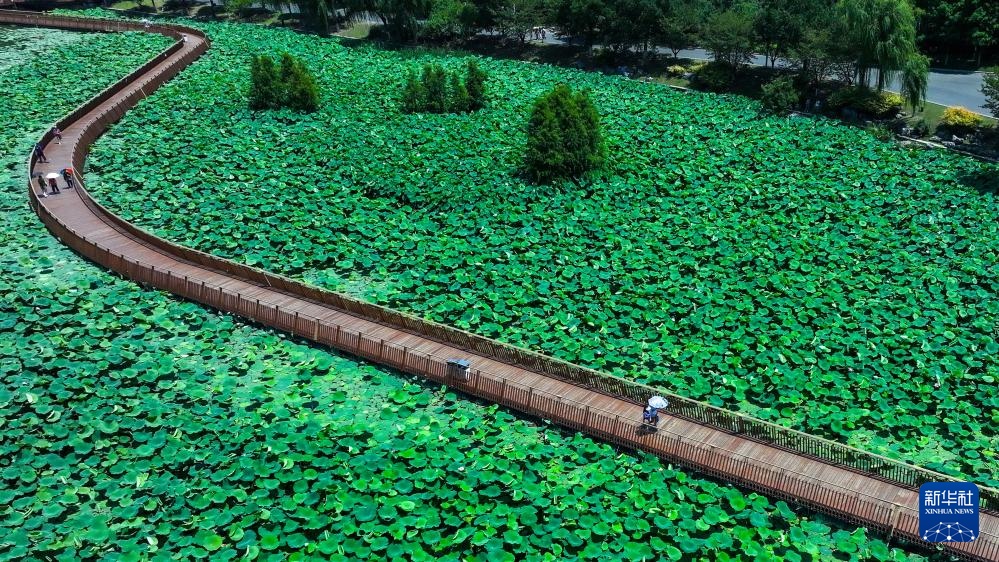 玄武湖畔赏荷乐 玄武湖畔赏荷乐