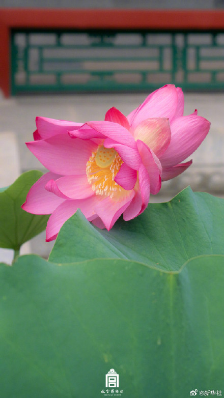 好事成双！故宫并蒂莲花开壁纸上新了