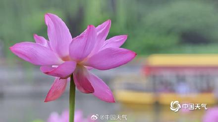 荷花盛开引客来 北京北海游船赏荷如画中游