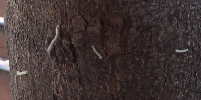 近期别在行道树下走!当心有虫! 近期别在行道树下走!当心有虫!
