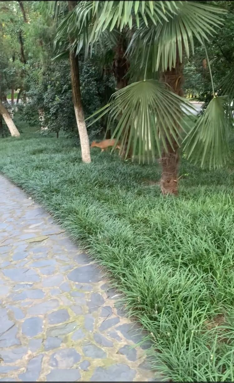 野生小麂再次现身合肥环城公园！受伤了？专家：它胆子特别小