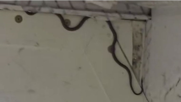 画面曝光!货舱内发现“偷渡蛇”,澳大利亚一航班延误两小时 画面曝光!货舱内发现“偷渡蛇”,澳大利亚一航班延误两小时