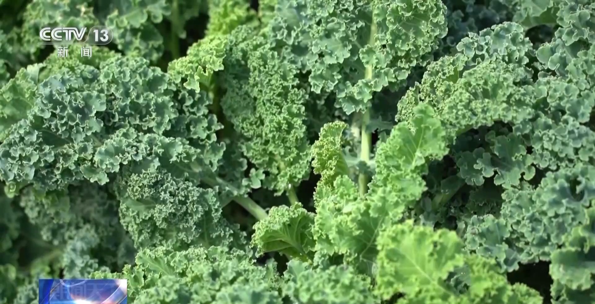 一杯奶茶如何重塑万亩良田?解码中国奶茶“地域密码” 一杯奶茶如何重塑万亩良田?解码中国奶茶“地域密码”