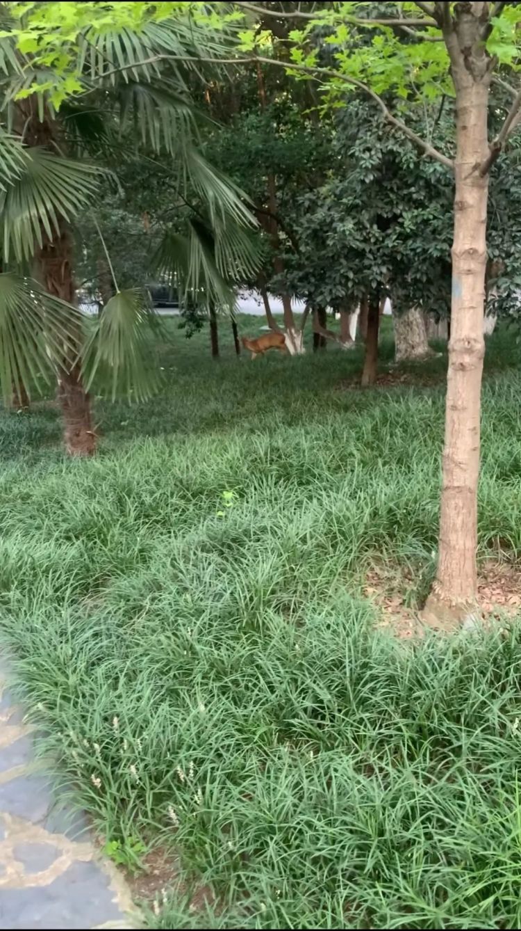 野生小麂再次现身合肥环城公园！受伤了？专家：它胆子特别小