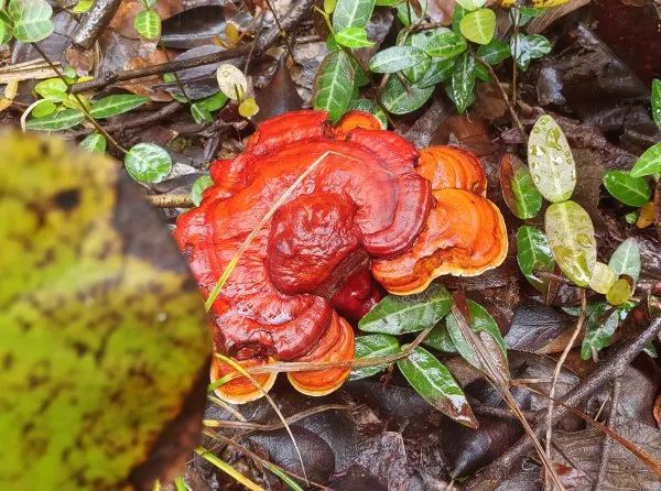 雨后长出大量灵芝，专家紧急提醒：不要随便吃！