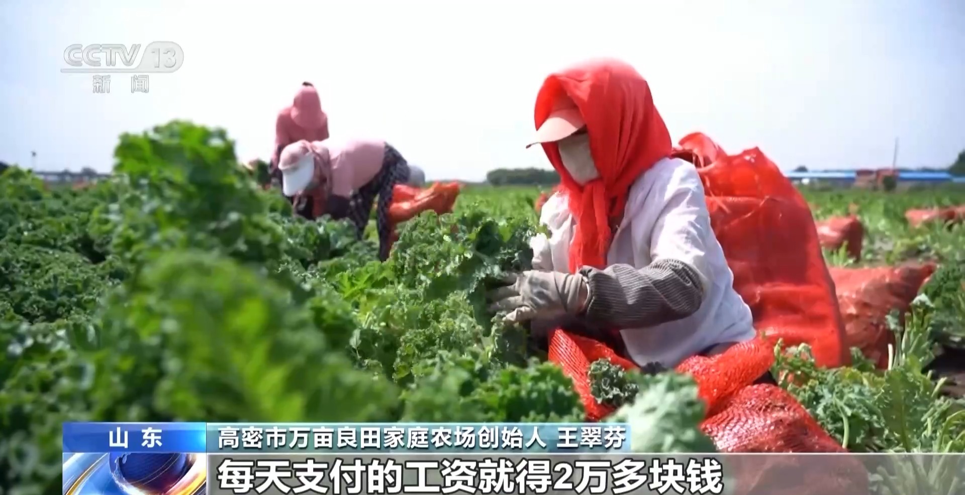 一杯奶茶如何重塑万亩良田?解码中国奶茶“地域密码” 一杯奶茶如何重塑万亩良田?解码中国奶茶“地域密码”