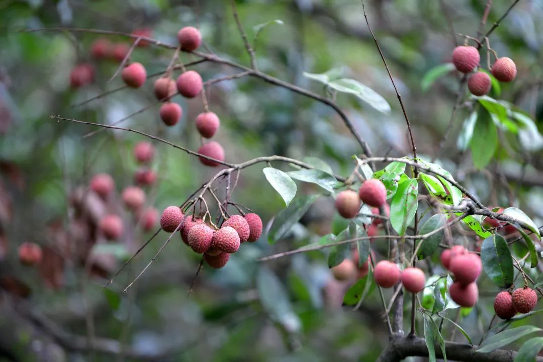 广州一最古老荔枝树时隔4年结果,据估测迄今有1024岁 广州一最古老荔枝树时隔4年结果,据估测迄今有1024岁