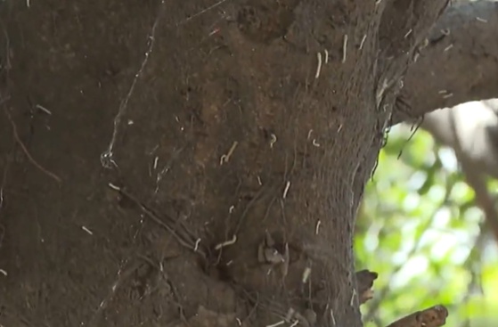 近期别在行道树下走!当心有虫! 近期别在行道树下走!当心有虫!