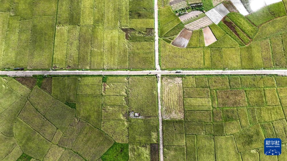 广西钦州:早稻收获忙 广西钦州:早稻收获忙