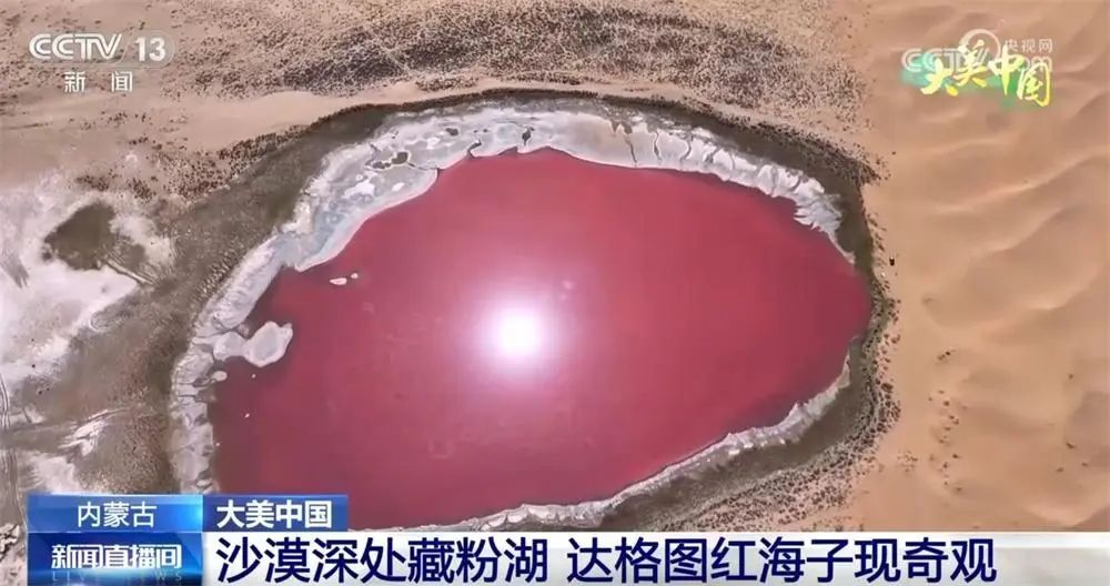 内蒙古沙漠深处现“粉湖” 奇观，已到最佳观赏期