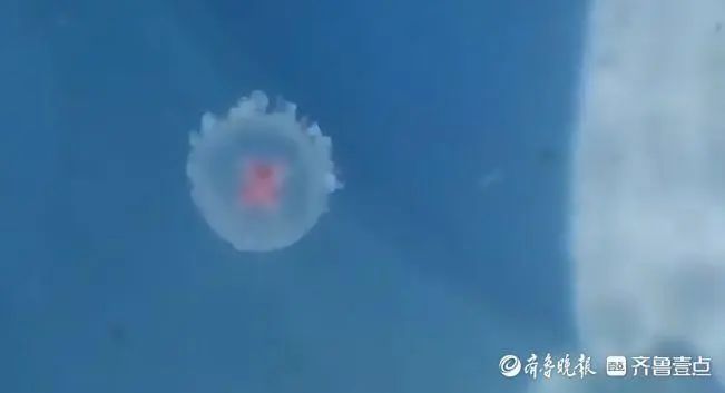 青岛海边大量出现!很多人因为好看捡,专家:有一定毒性,不建议手碰 青岛海边大量出现!很多人因为好看捡,专家:有一定毒性,不建议手碰