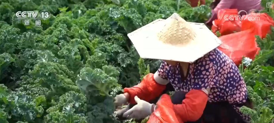 茶饮店跨界卖“菜”一杯难求成新宠 解码“以茶会友”具象化“新”表达 茶饮店跨界卖“菜”一杯难求成新宠 解码“以茶会友”具象化“新”表达