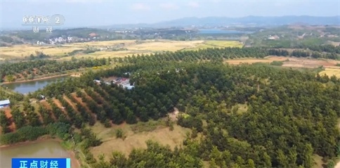 年产量超2亿吨!我国多地森林食物迎来夏季采收 年产量超2亿吨!我国多地森林食物迎来夏季采收