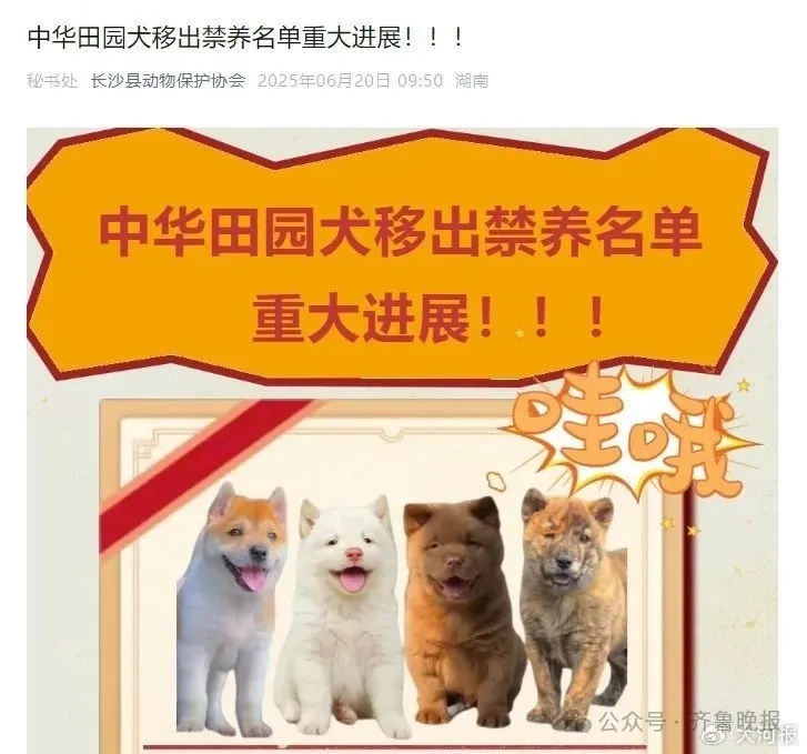 多地宣布对中华田园犬“解禁”