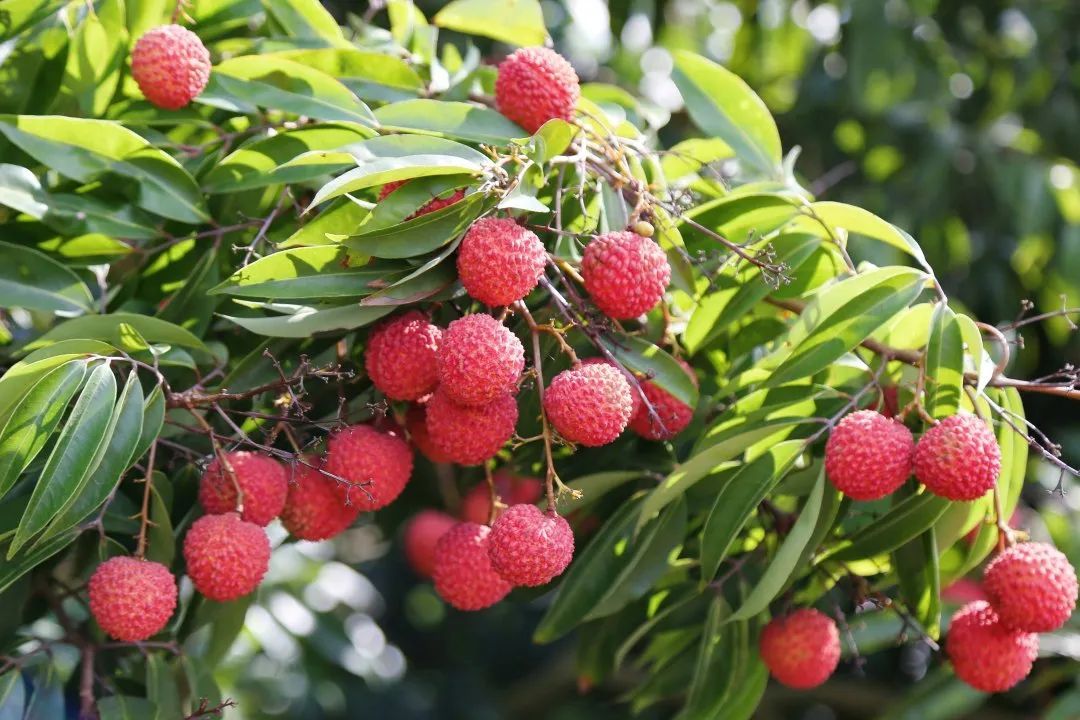 安检仪上怎么过去好多“圆球球”? 安检仪上怎么过去好多“圆球球”?