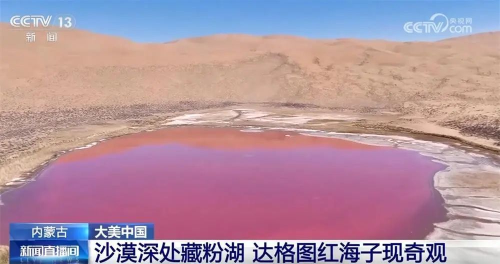 内蒙古沙漠深处现“粉湖” 奇观，已到最佳观赏期