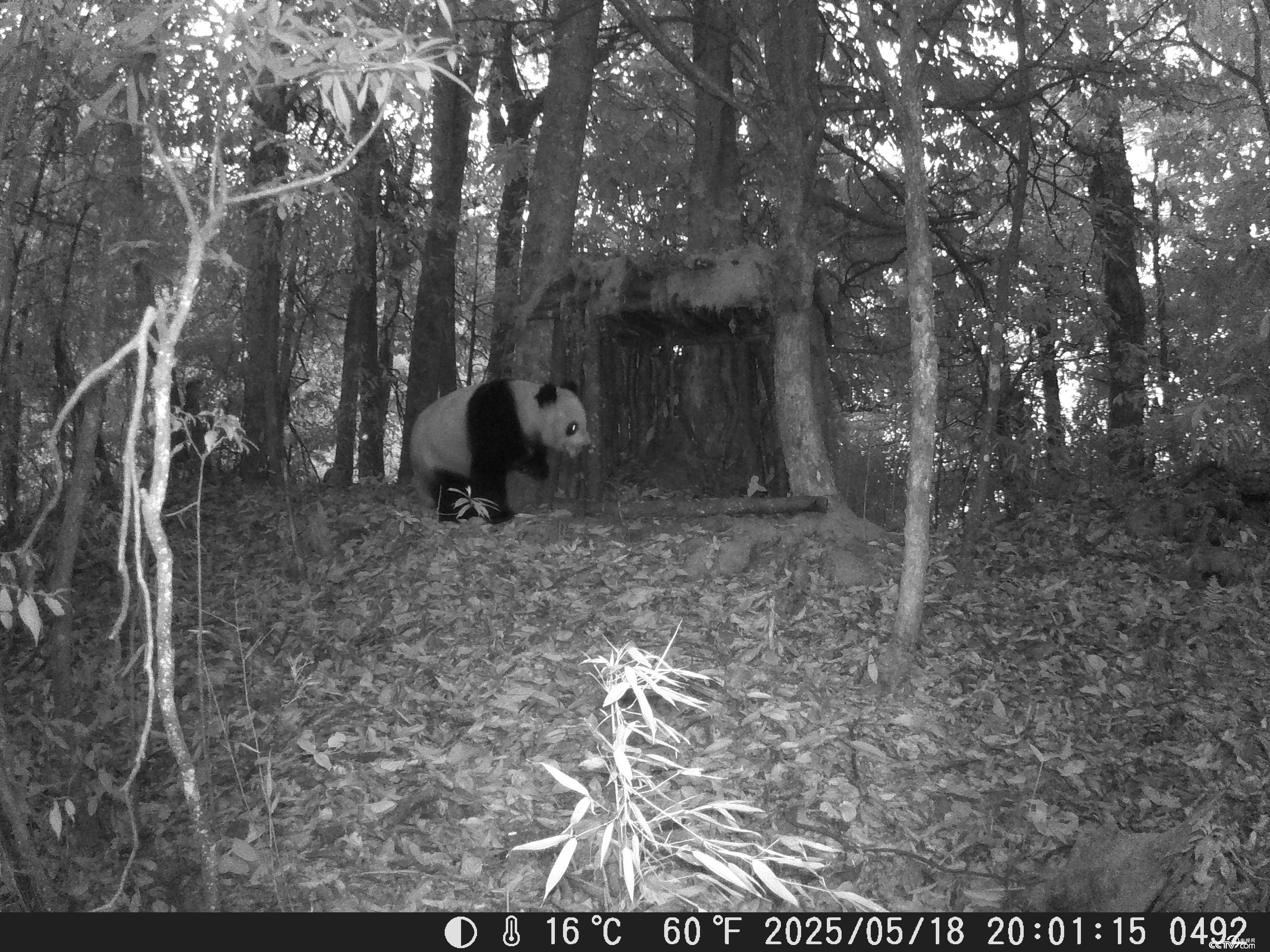 珍贵画面!红外相机见证野生大熊猫“认可”人工搭建的新家 珍贵画面!红外相机见证野生大熊猫“认可”人工搭建的新家