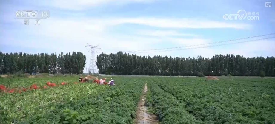 茶饮店跨界卖“菜”一杯难求成新宠 解码“以茶会友”具象化“新”表达 茶饮店跨界卖“菜”一杯难求成新宠 解码“以茶会友”具象化“新”表达