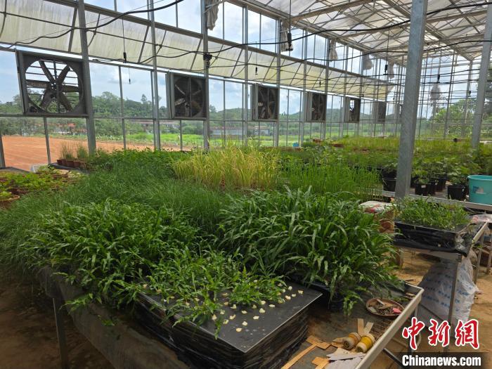 中国热带牧草“草根”逆袭：科技“种”出南方养畜新未来