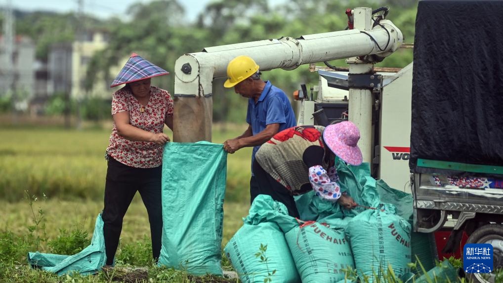 广西钦州:早稻收获忙 广西钦州:早稻收获忙