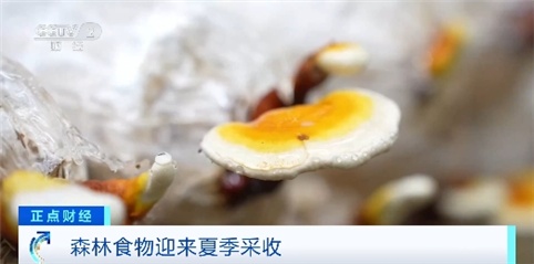 年产量超2亿吨!我国多地森林食物迎来夏季采收 年产量超2亿吨!我国多地森林食物迎来夏季采收
