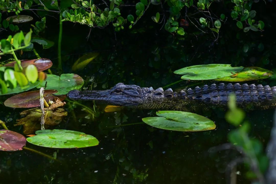 佛罗里达沼泽里,特朗普要拿鳄鱼蟒蛇做什么? 佛罗里达沼泽里,特朗普要拿鳄鱼蟒蛇做什么?