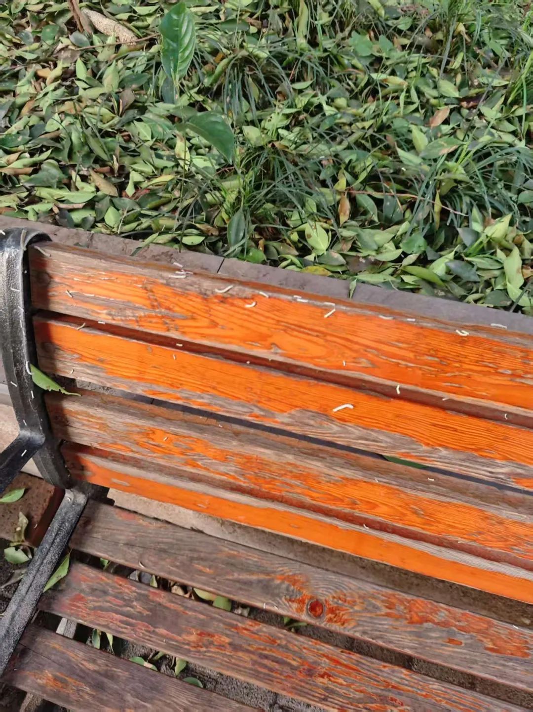 近期别在行道树下走!当心有虫! 近期别在行道树下走!当心有虫!