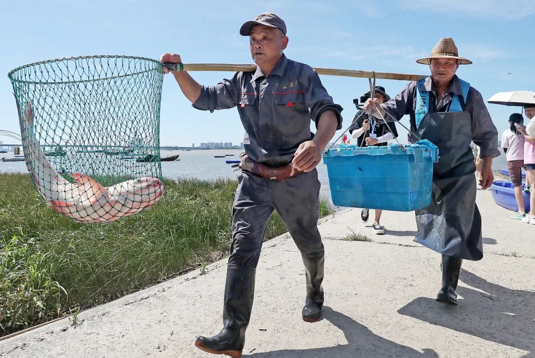 43斤“鱼王”创纪录!杭州人终于等到了 43斤“鱼王”创纪录!杭州人终于等到了