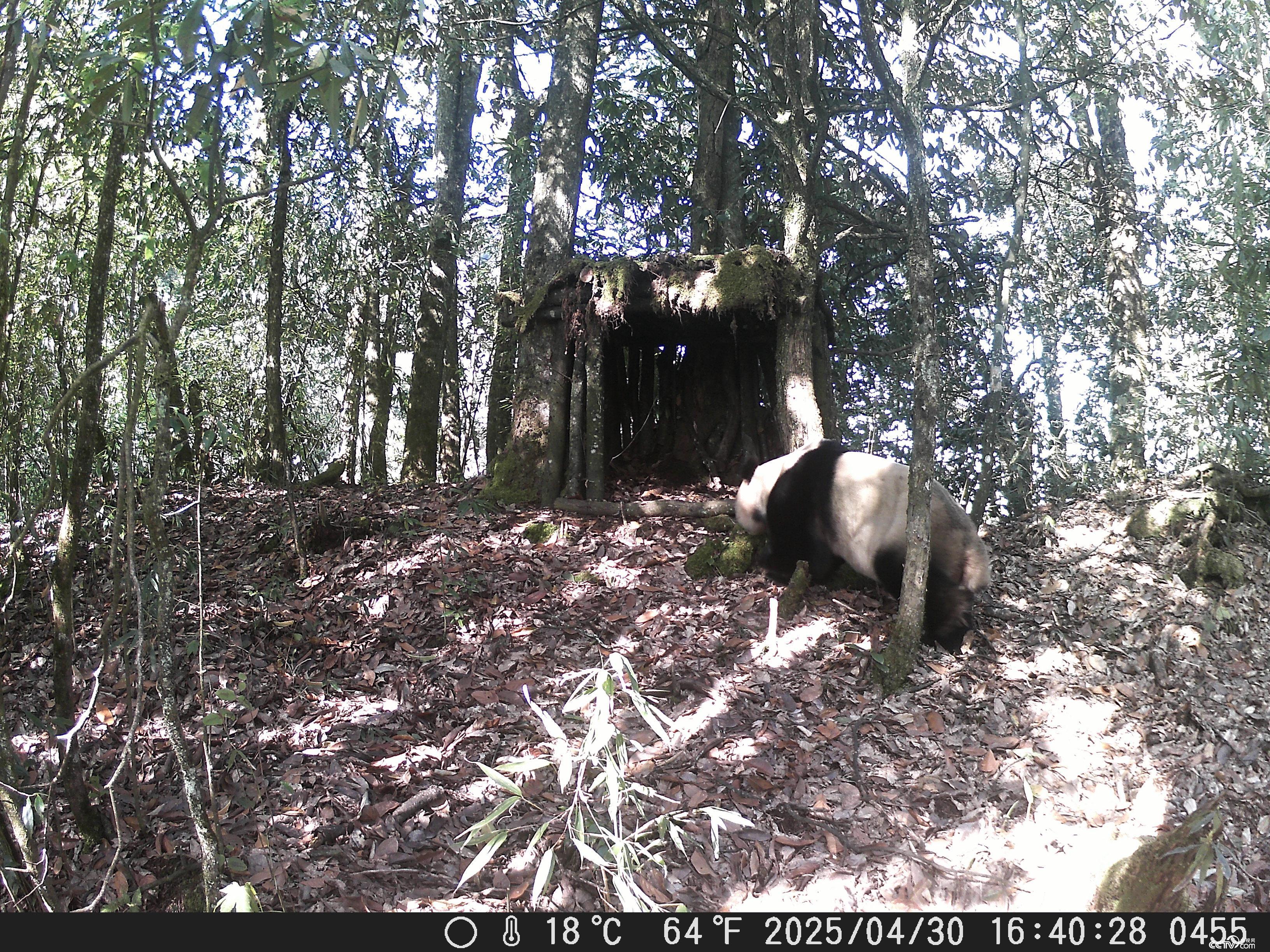 珍贵画面!红外相机见证野生大熊猫“认可”人工搭建的新家 珍贵画面!红外相机见证野生大熊猫“认可”人工搭建的新家
