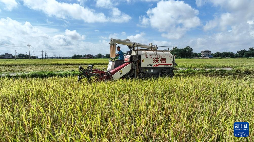 广西钦州:早稻收获忙 广西钦州:早稻收获忙
