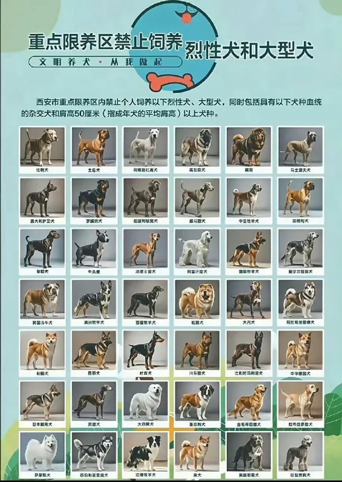 多地宣布对中华田园犬“解禁”