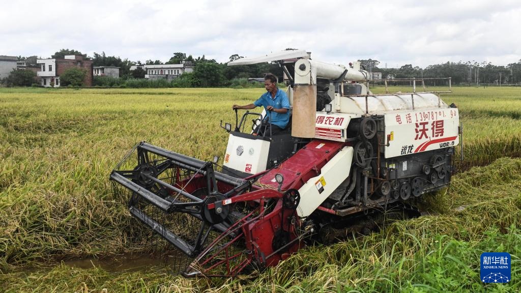广西钦州:早稻收获忙 广西钦州:早稻收获忙
