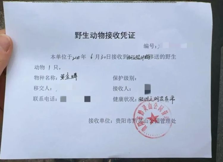 花溪惊现“黄金蟒”,贵阳消防紧急前往抓捕 花溪惊现“黄金蟒”,贵阳消防紧急前往抓捕