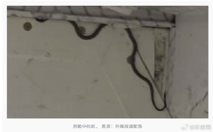 画面曝光!货舱内发现“偷渡蛇”,澳大利亚一航班延误两小时 画面曝光!货舱内发现“偷渡蛇”,澳大利亚一航班延误两小时