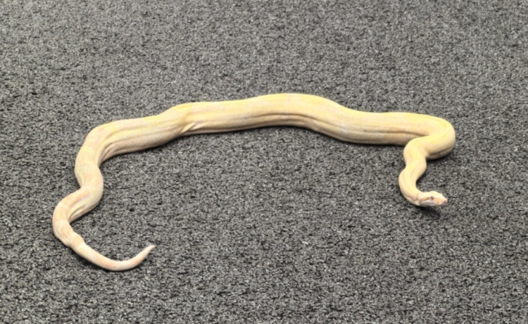 花溪惊现“黄金蟒”,贵阳消防紧急前往抓捕 花溪惊现“黄金蟒”,贵阳消防紧急前往抓捕