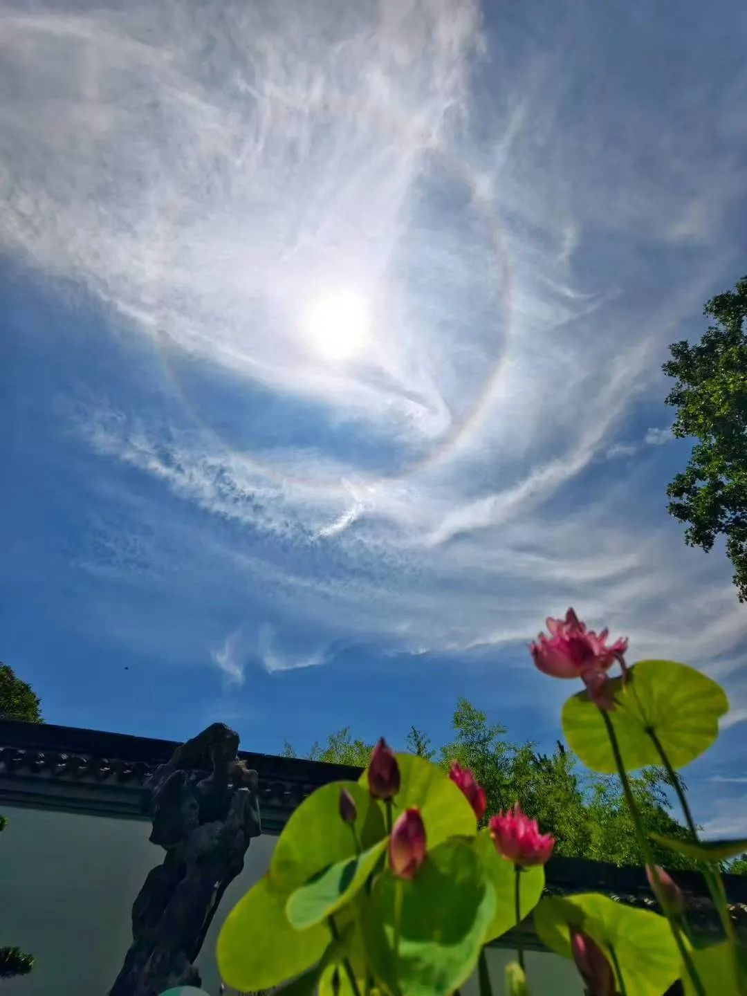 上海今日惊现“太阳彩虹”！绝美日晕刷屏，这样拍不伤眼→