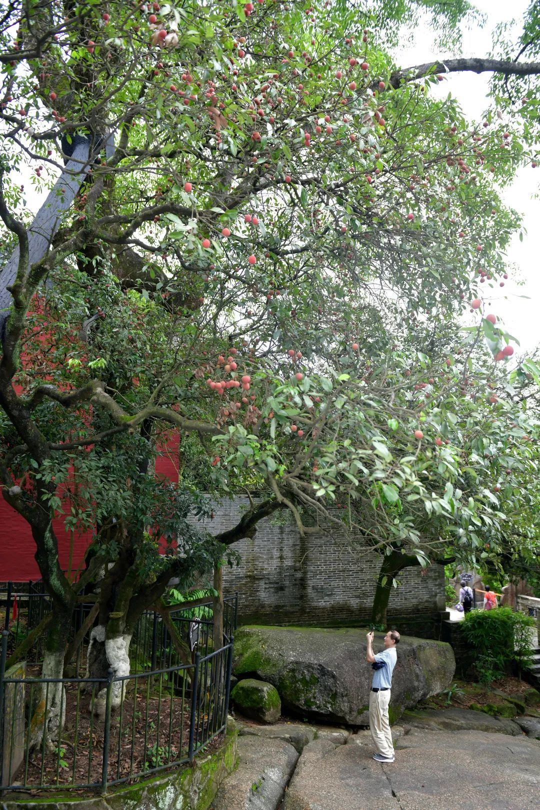 广州一最古老荔枝树时隔4年结果,据估测迄今有1024岁 广州一最古老荔枝树时隔4年结果,据估测迄今有1024岁