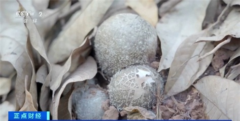年产量超2亿吨!我国多地森林食物迎来夏季采收 年产量超2亿吨!我国多地森林食物迎来夏季采收
