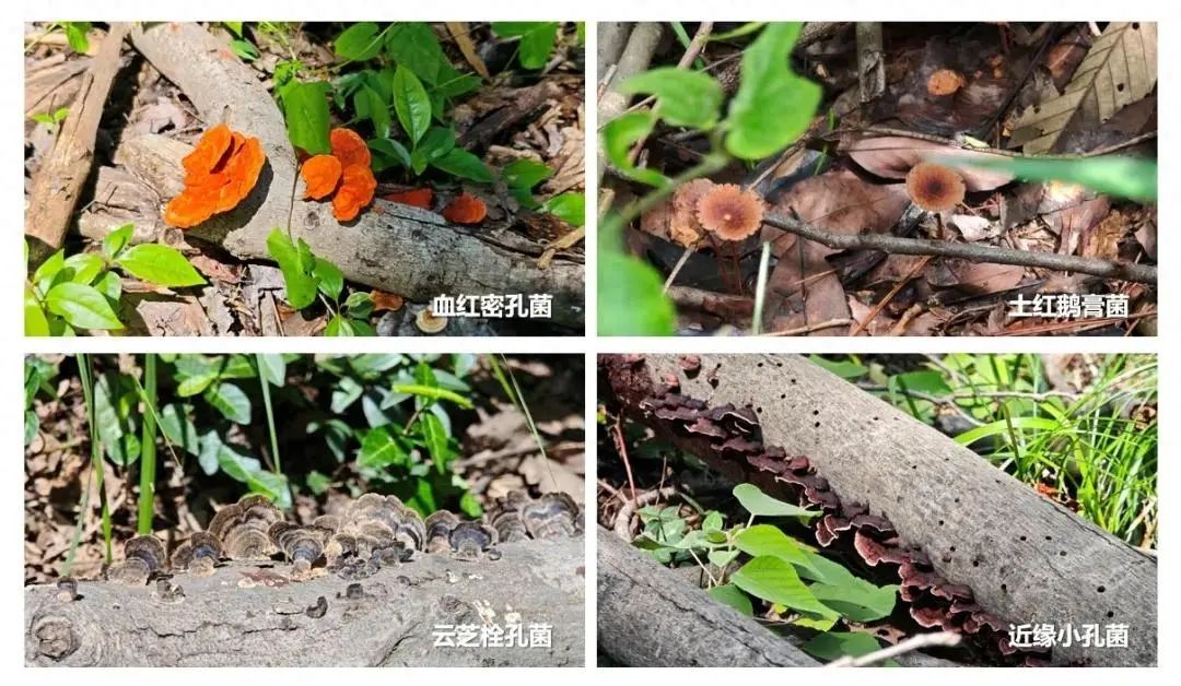 武汉惊现雨后“灵芝”，专家紧急提醒