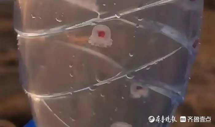 青岛海边大量出现!很多人因为好看捡,专家:有一定毒性,不建议手碰 青岛海边大量出现!很多人因为好看捡,专家:有一定毒性,不建议手碰