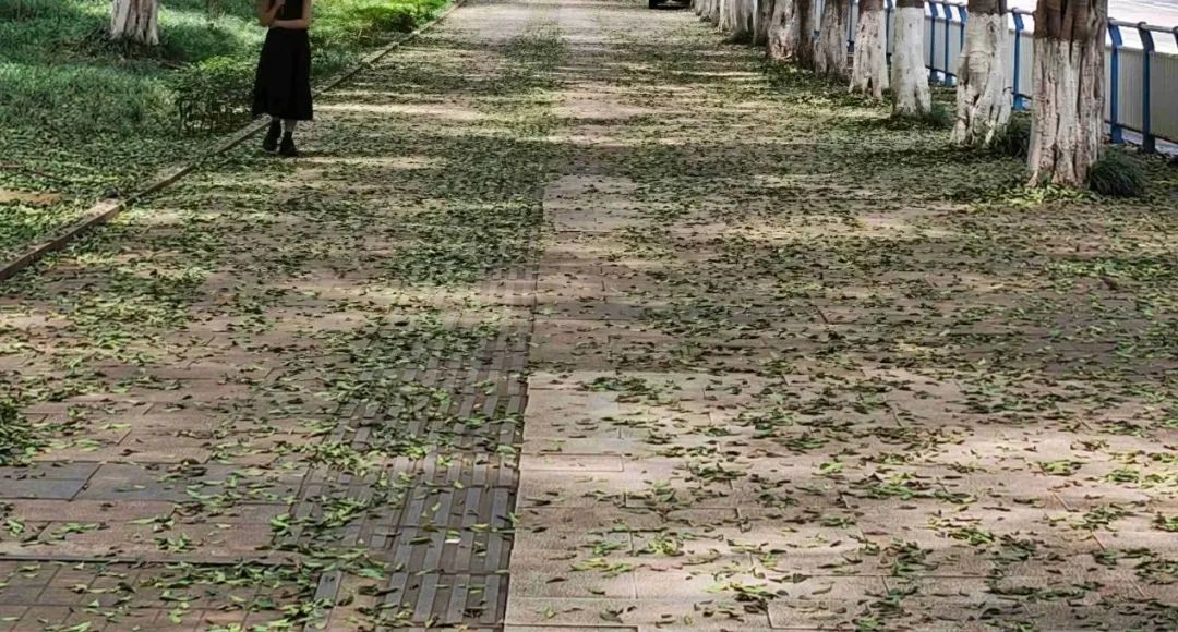 近期别在行道树下走!当心有虫! 近期别在行道树下走!当心有虫!