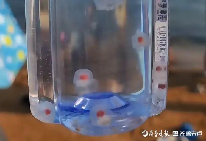 青岛海边大量出现!很多人因为好看捡,专家:有一定毒性,不建议手碰 青岛海边大量出现!很多人因为好看捡,专家:有一定毒性,不建议手碰