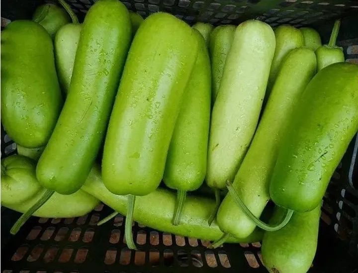 提醒!这种夏日常吃的瓜,一旦发苦立刻扔! 提醒!这种夏日常吃的瓜,一旦发苦立刻扔!